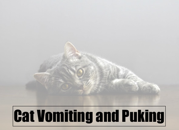 Cat Vomiting and Puking