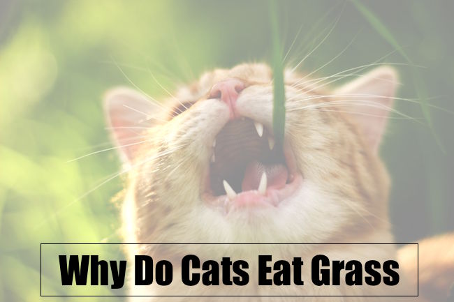 Why Do Cats Eat Grass