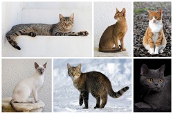 Wikipedia loves cats